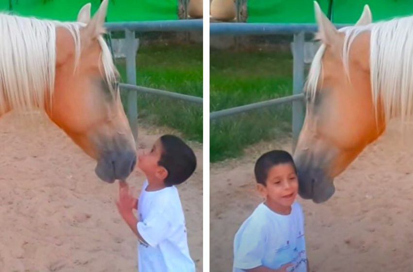  Always Available Gentle Giant Horse Plays With Special Needs Boy