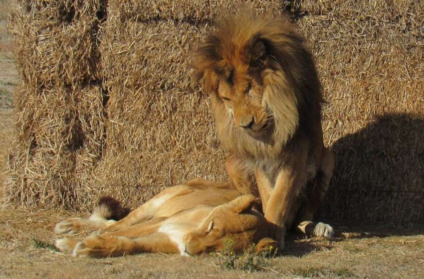  Lion Husband Survives the End by the Side of His Ill Wife
