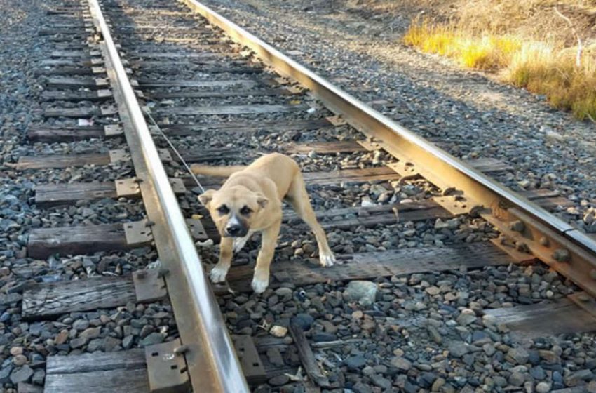  Man Discovers Alone Puppy Tied To Railroad Tracks