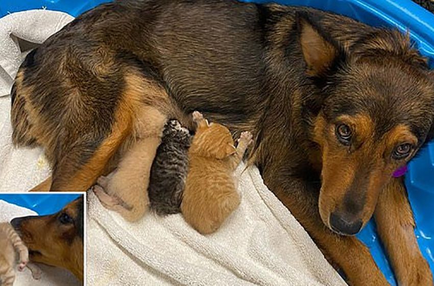  After meeting three abandoned kittens, a desperate and dejected dog who had lost her young finds happiness