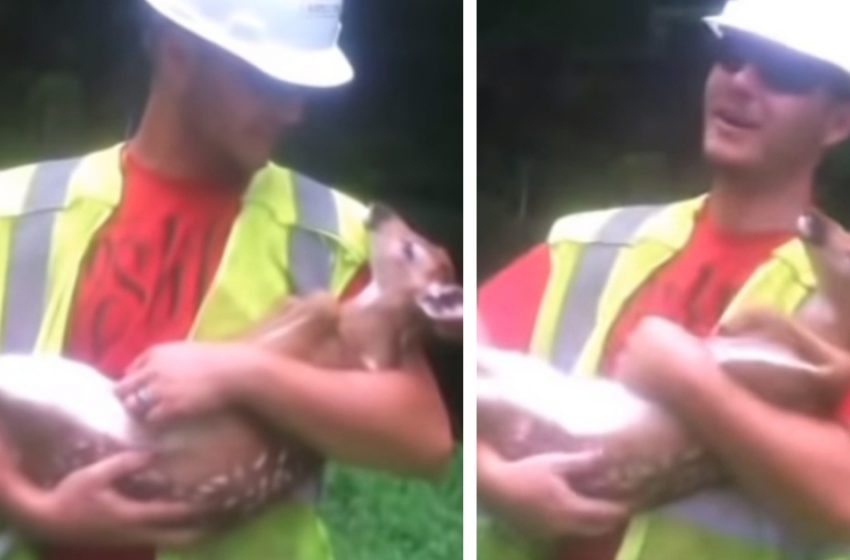  A worker saves a baby deer and strokes his tummy | The fawn appreciates the experience