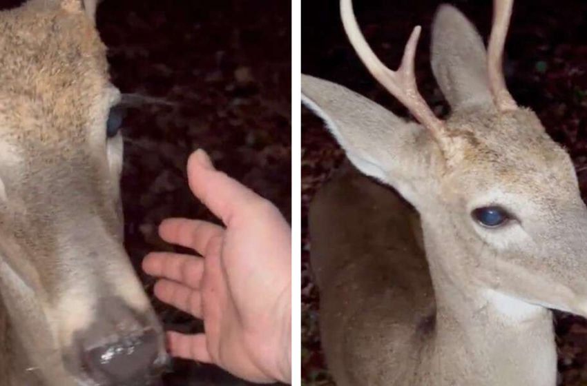  Surprise Visit from a Deer to a Famous Friend Who Raised Him as a Baby