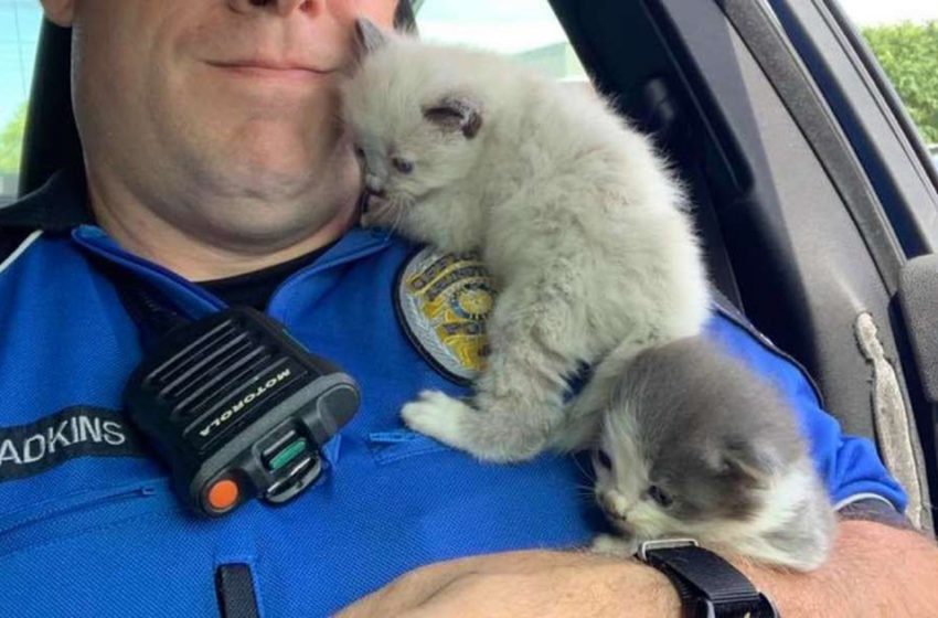  Kittens Are Obsessed With The Policeman Who Saved Their Lives and Can’t Stop Hugging Him