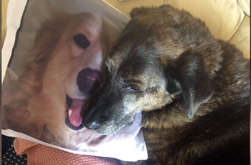  The grieving dog can’t stop cuddling his deceased brother’s pillow