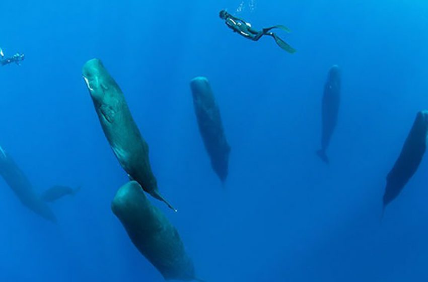  A gifted photographer recorded the unusual sight of a pod of ten 40-foot sperm whales lying upright