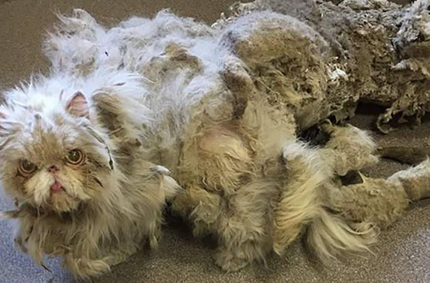  Cat Undergoes Amazing Transformation From Being More Than Half His Weight in Matted Fur