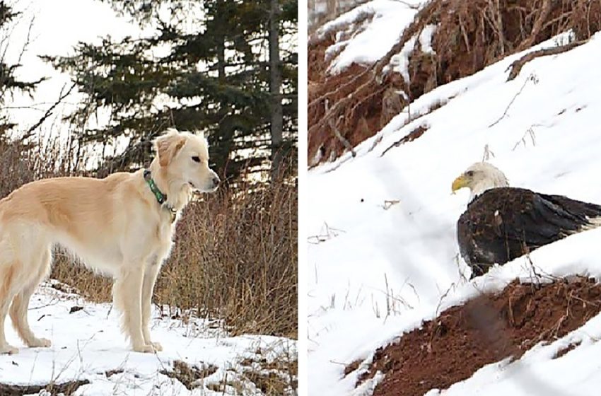  When an injured eagle needs help, a brave dog acts on her instincts and doesn’t stop until succeeding
