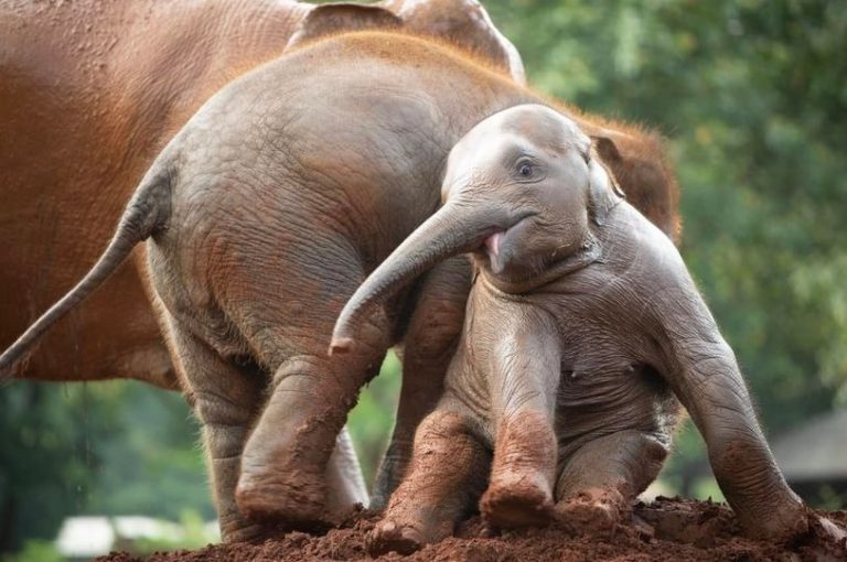 Did you know elephants were so friendly? These two became best friends