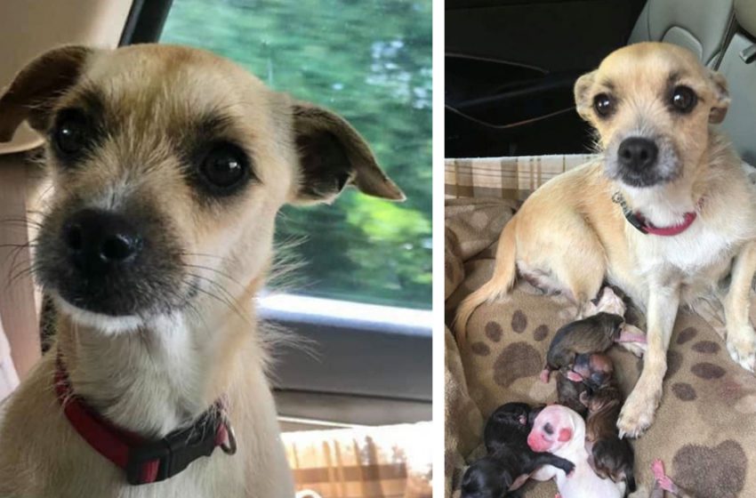  Pregnant dog saved from kill shelter | She gave birth on ride home