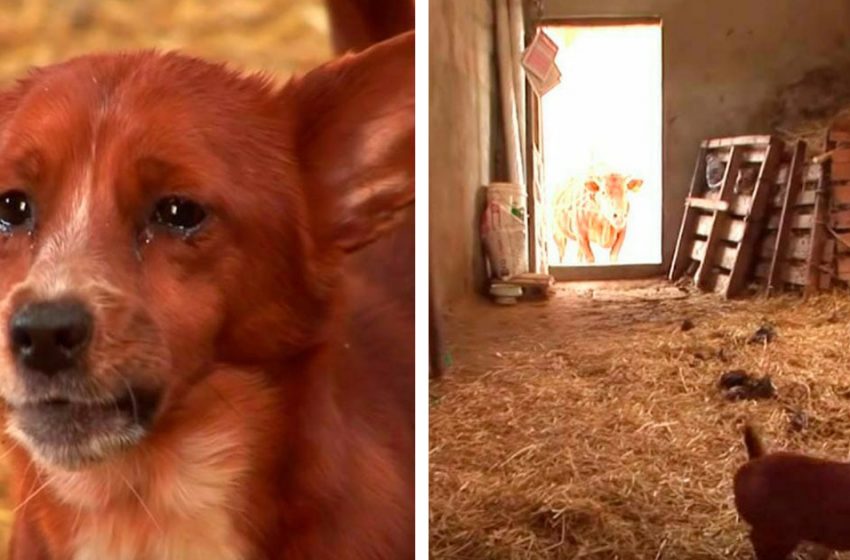  The dog couldn’t hold back tears when he realized his owners were selling his girlfriend