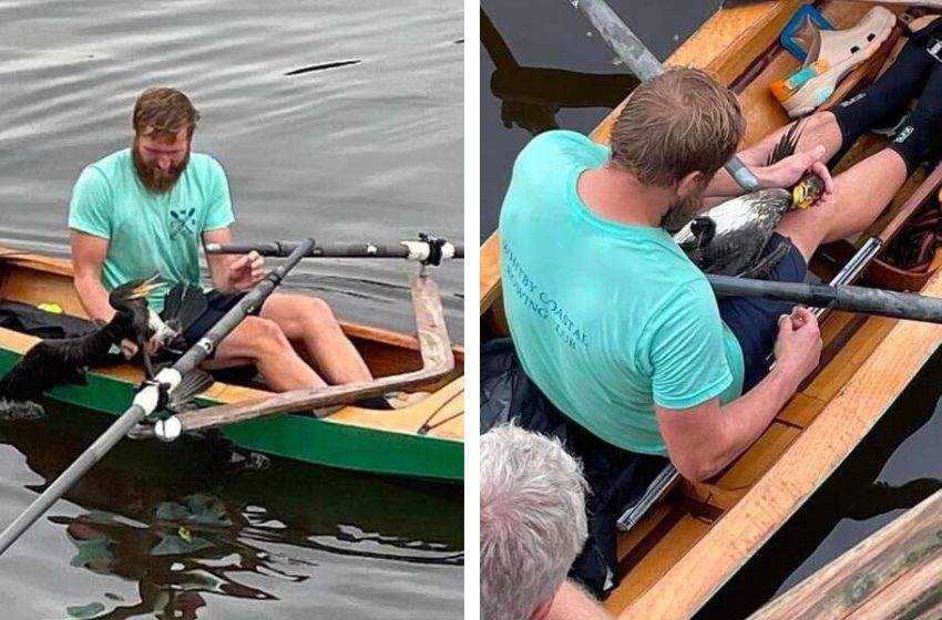  The rower saves the life of an adorable bird