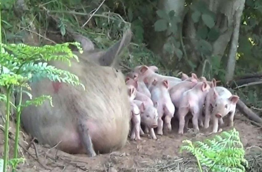  Pregnant pig escapes farm and saves her babies