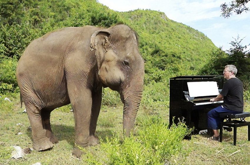  The elephant enjoys classical music by this talented pianist