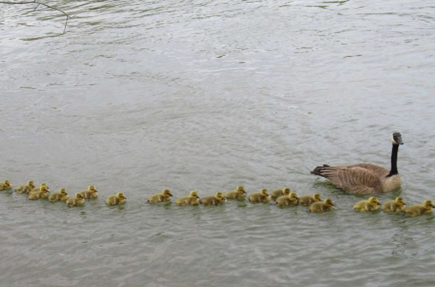  You will be surprised at how this mother goose takes care of her babies