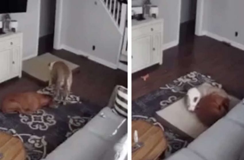  The concerned dog is taking care of his brother that had a surgery. Watch the heartwarming video