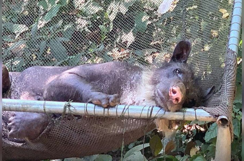  The once-sad and lonely bear who had lost her fur is now happy and healthy