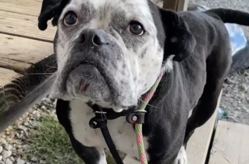  When “Little Gremlin” the shelter dog finally learns to trust, he smiles with the cutest smile