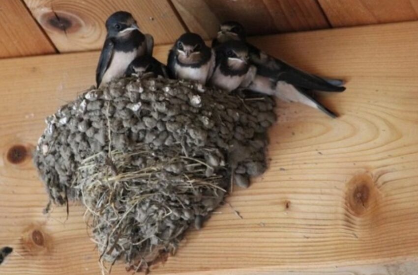  Swallows Build Nests On The Roof Of Your House And You Don’t Know Why?: Reasons You Need To Pay Attention To!