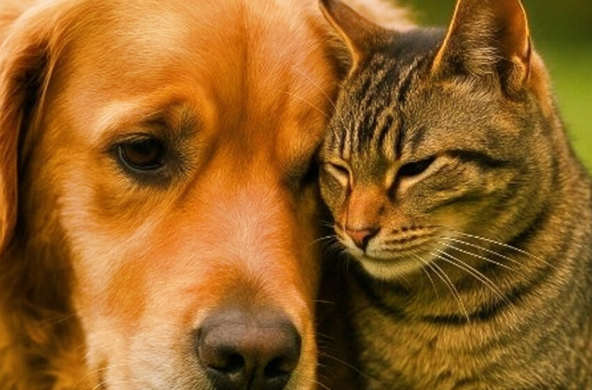  Klaiņojošs kaķis ar zelta sirdi: kā viens kaķis meklēja saimnieku, bet atrada veselu ģimeni. Stāsts, kas miljoniem acīs aizkustināja asaras